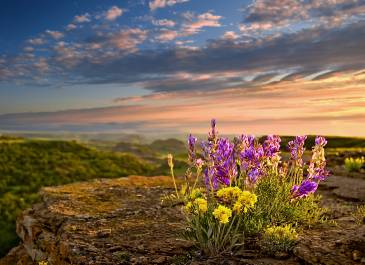 Evening Wildflowers Little Missouri National Grassland