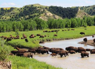 Bison Crossing Little Missouri in Theodore Roosevelt National Park