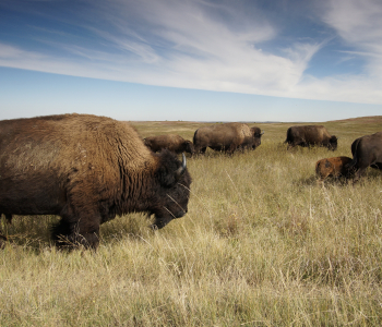 Bison on the Prairie